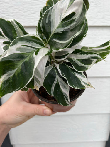 Calathea White Fusion