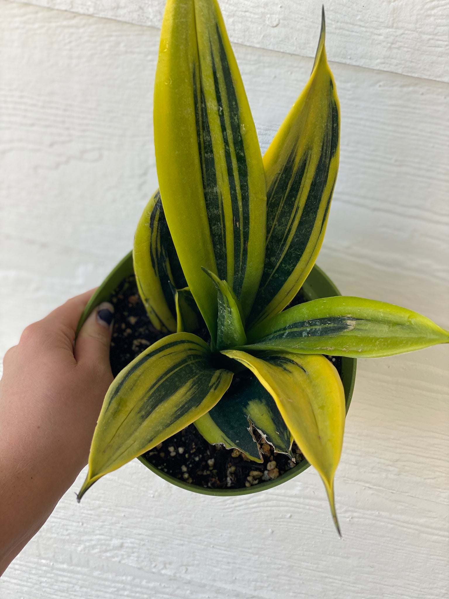 tanaman sansevieria Sansevieria Trifasciata Gold Flame – In Succulent Love