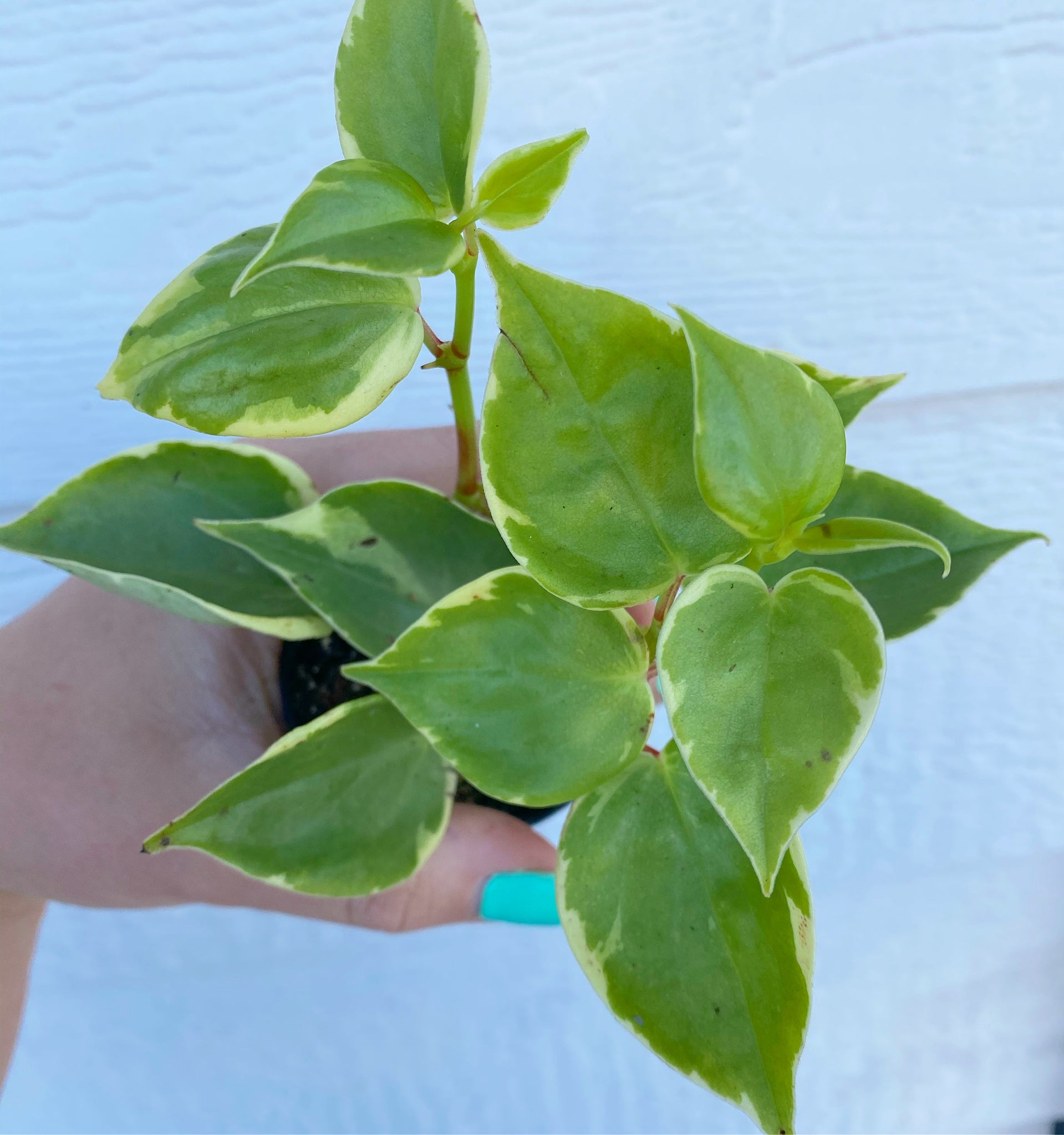 Gachwala Peperomia Scandens (Variegata) Live Plant, Cupid Peperomia, Succulent Plant, Houseplant