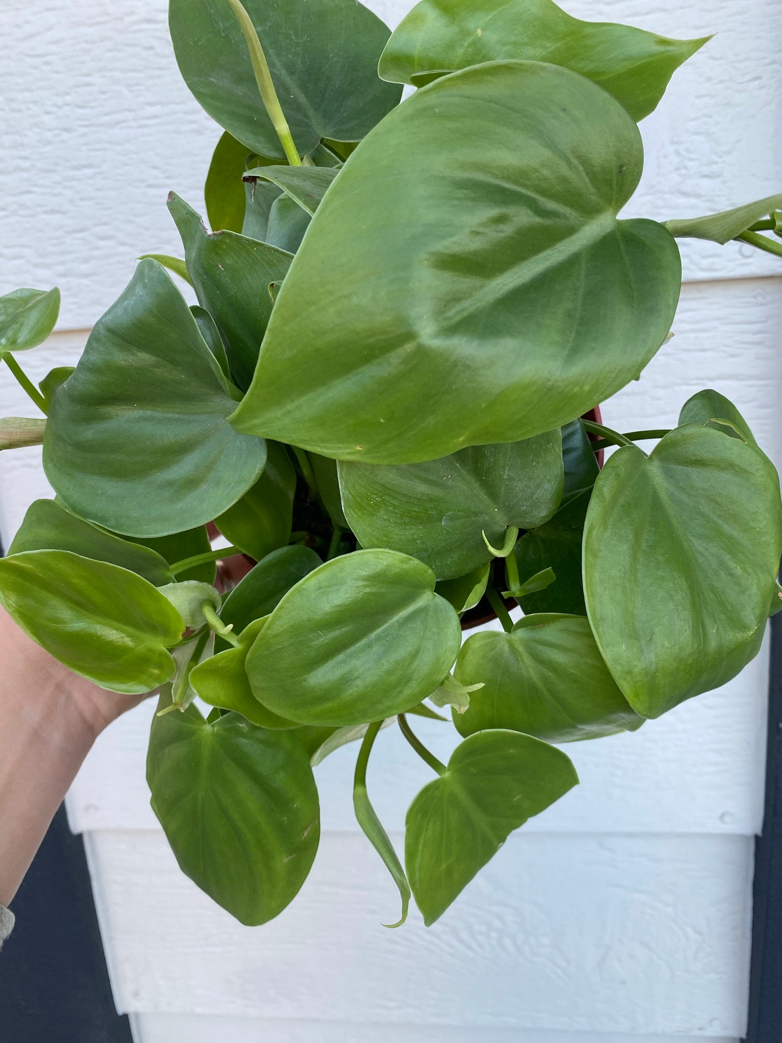 indoor plant with large heart shaped leaves Philodendron Cordatum (Green Heart Leaf) – In Succulent Love