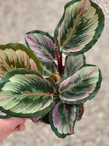 Calathea Roseopicta ' Medallion ii ‘