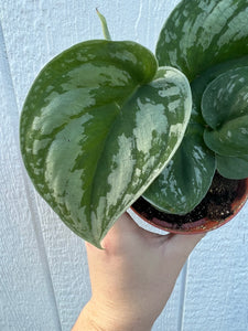 Scindapsus Pictus ‘ Exotica Hybrid ‘ Pothos