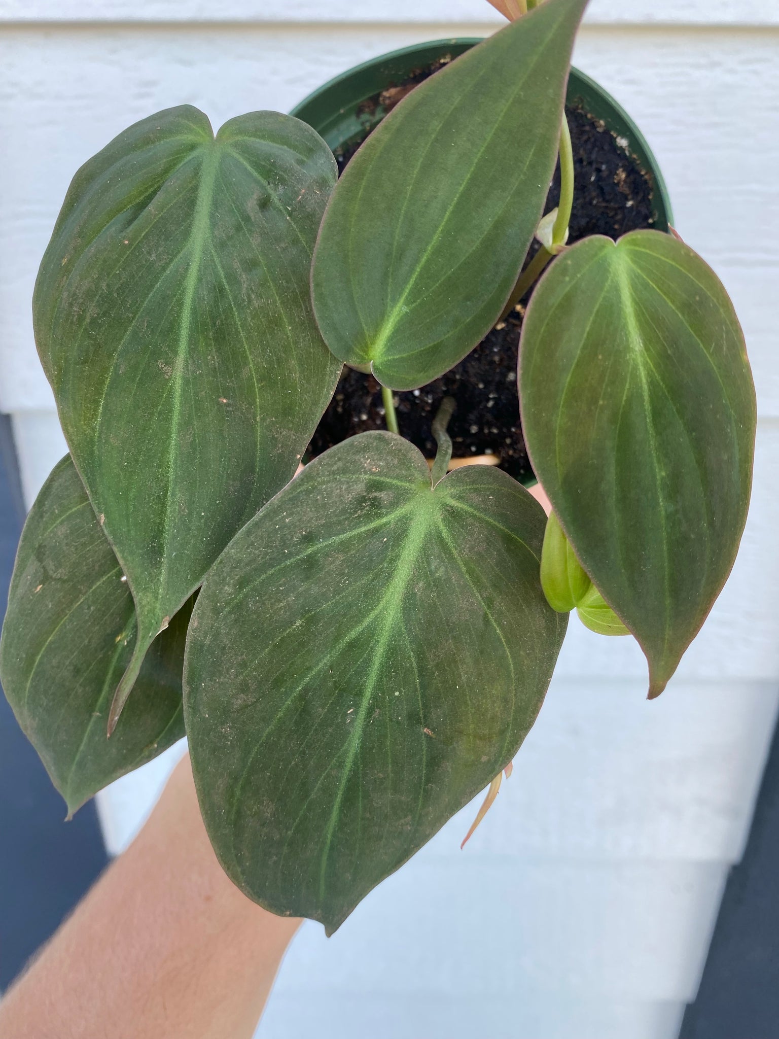 philodendron feuille Philodendron Micans