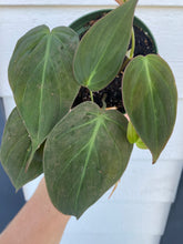 Philodendron Micans