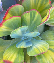 Kalanchoe Lucie Fantastic ‘Watermelon’ (Green Variegated)