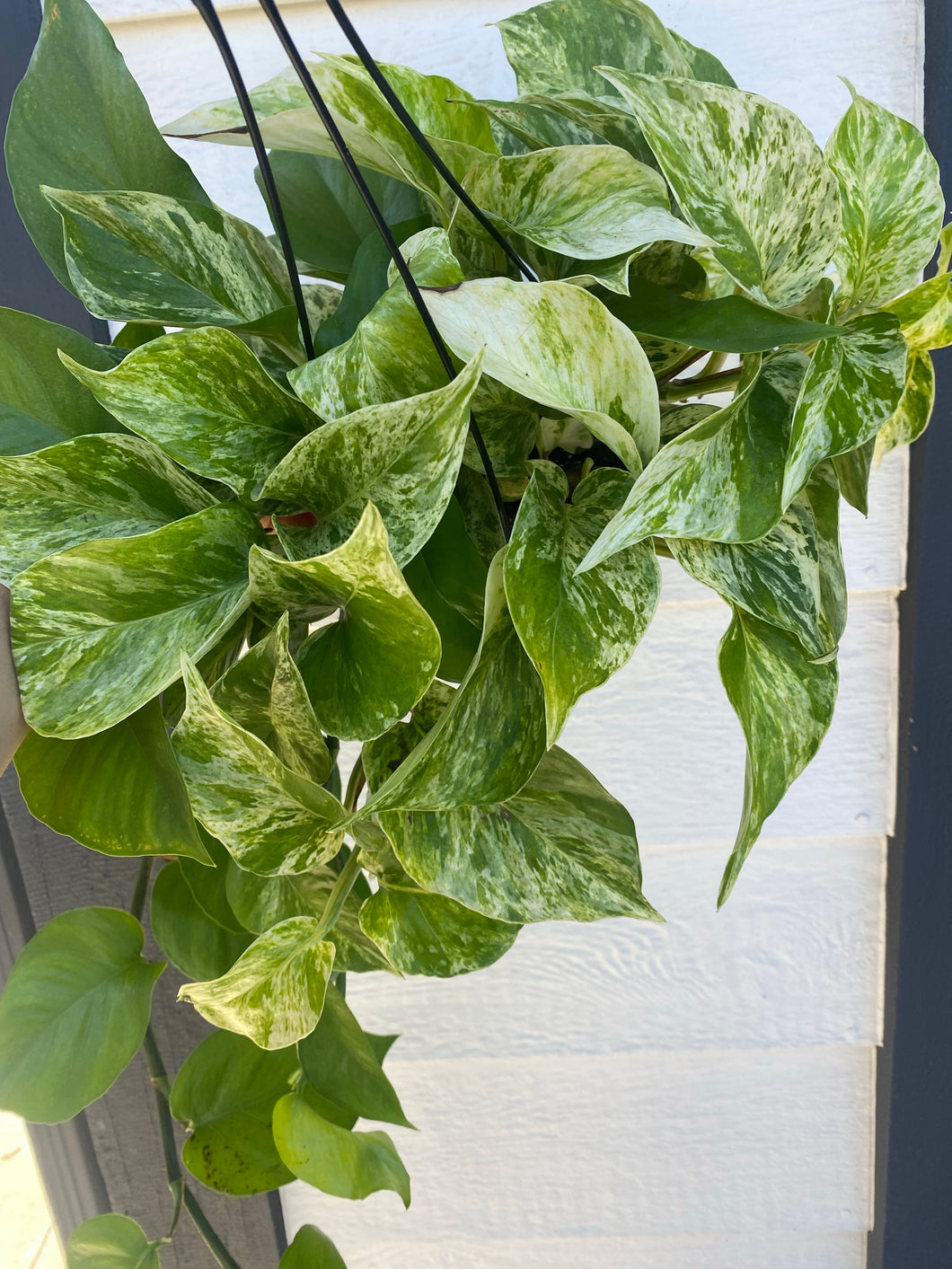 Pothos Marble Queen