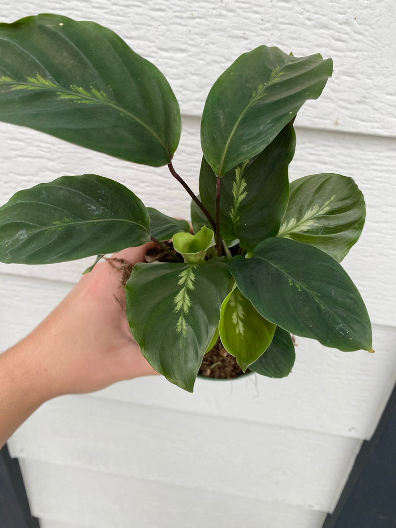 calathea queen maui Calathea 'Maui Queen' – In Succulent Love
