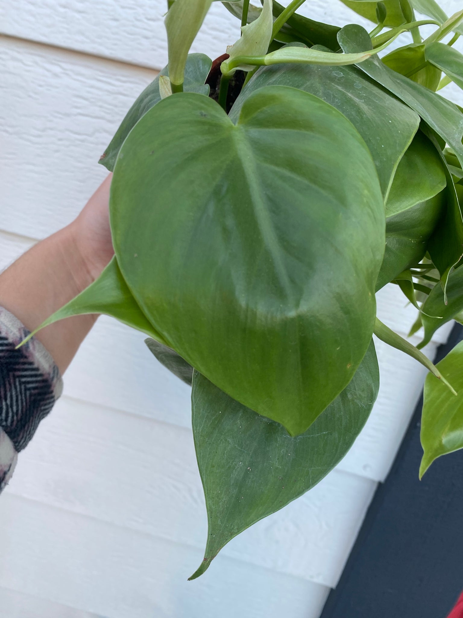 philodendron heart-shaped Philodendron Cordatum (Green Heart Leaf) – In Succulent Love