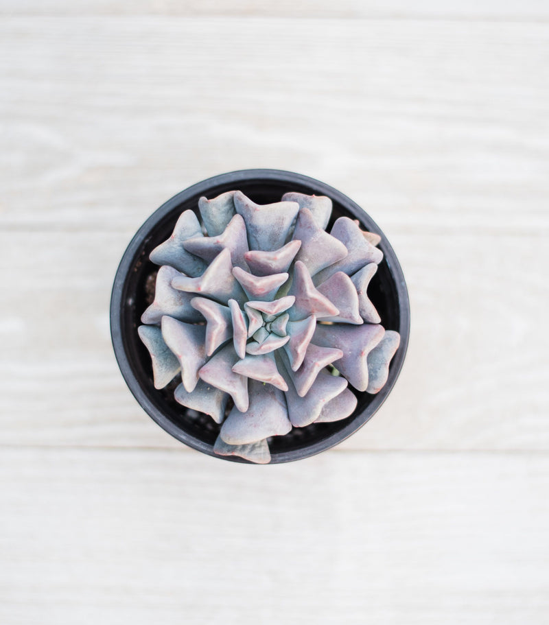 succulent cubic frost Echeveria Cubic Frost – In Succulent Love