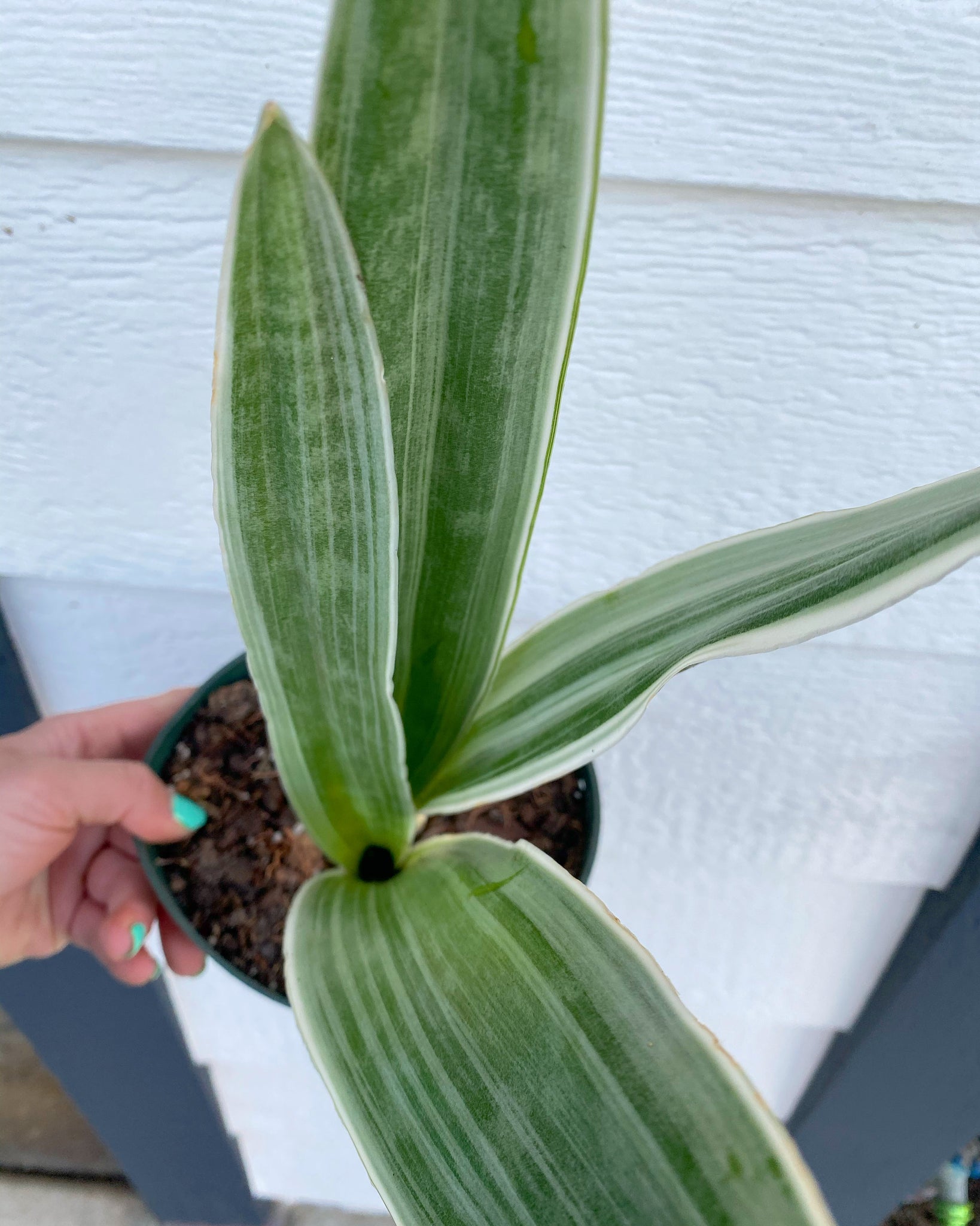 sayuri snake plant Sansevieria Sayuri – In Succulent Love