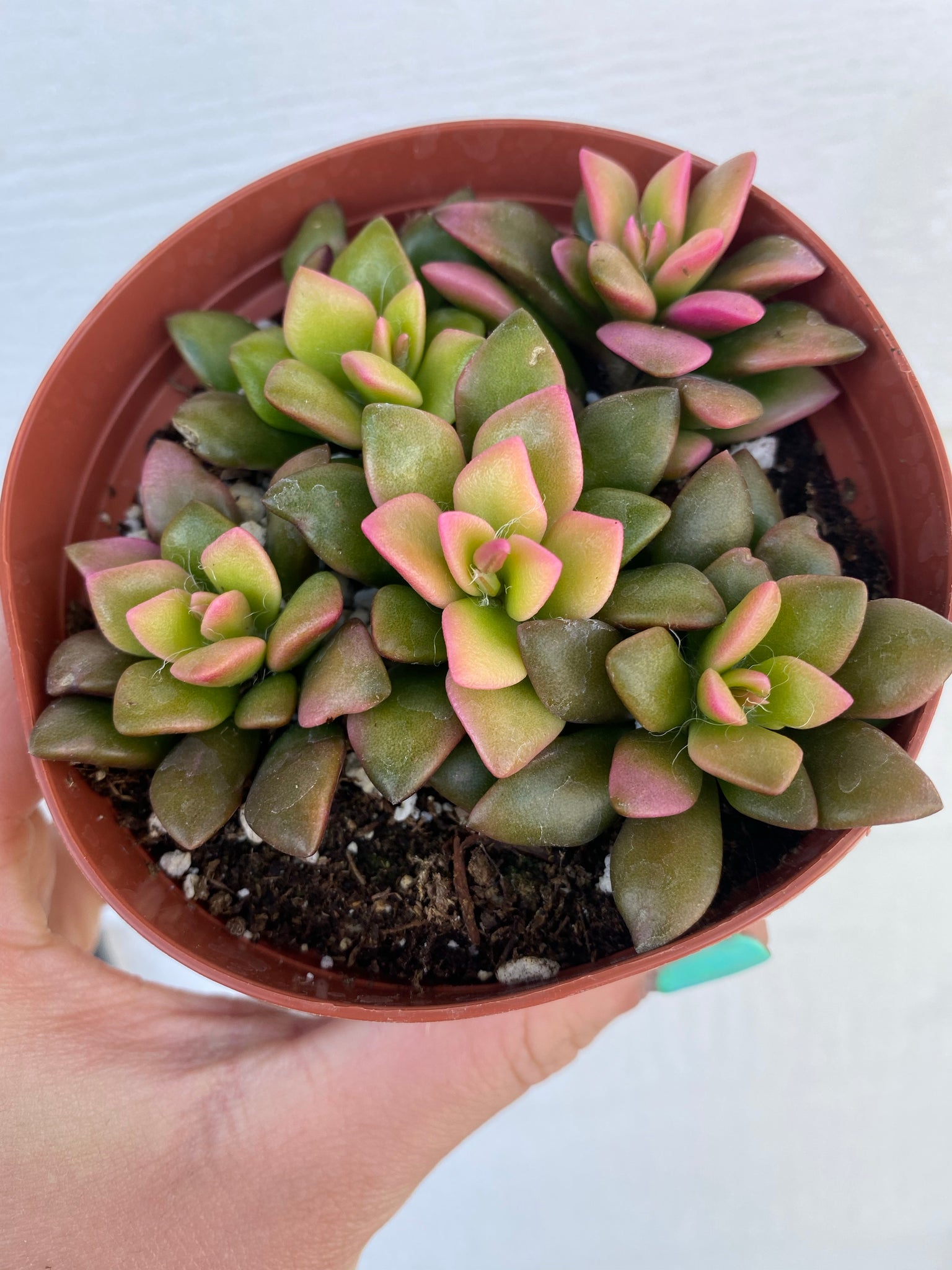 sunrise succulent Anacampseros Telephiastrum Variegata ' Sunrise ' – In Succulent Love