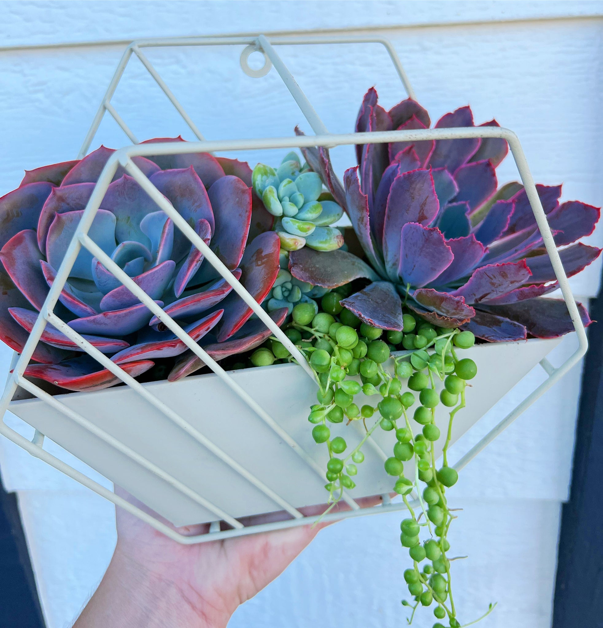 succulent planter kits DIY Succulent Hexagon Tin Planter Kit – In Succulent Love