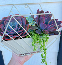 DIY Succulent Hexagon Tin Planter Kit