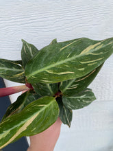 Stromanthe Magic Star Calathea