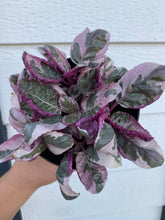 Pink Snow White Waffle Plant