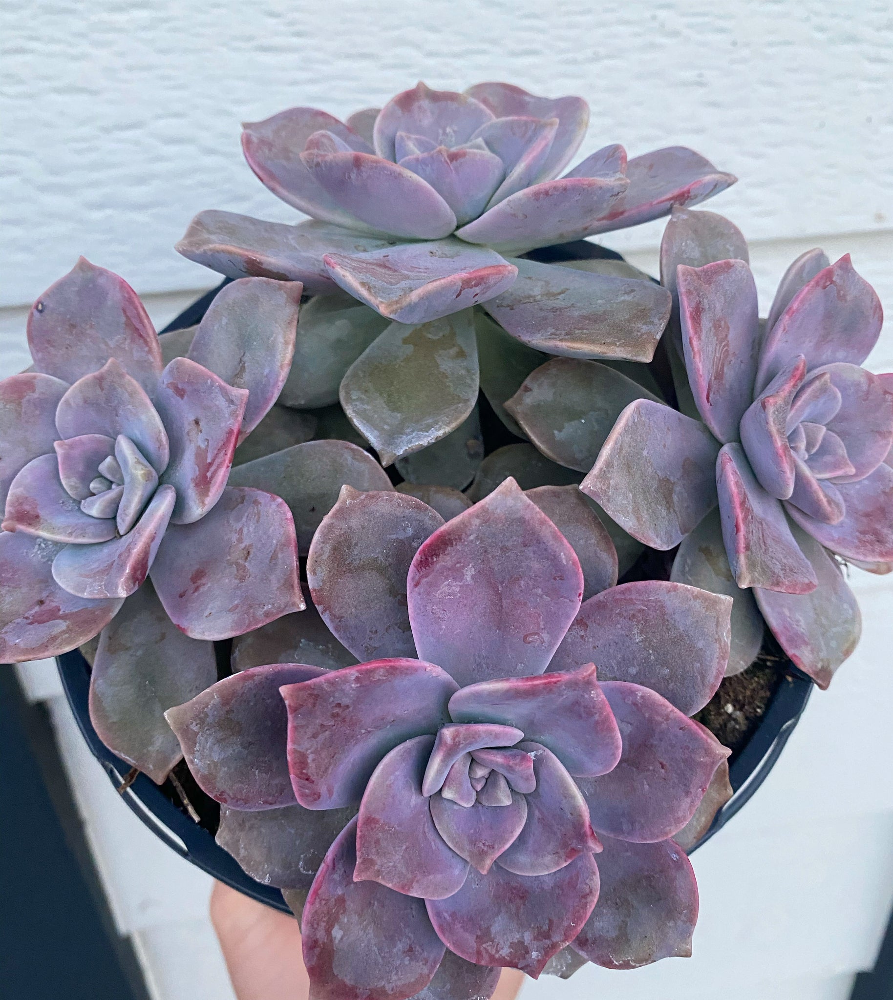 graptopetalum superbum succulent Graptopetalum Superbum
