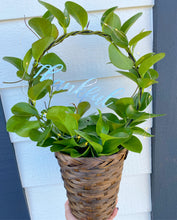 Hoya Australis Wreath