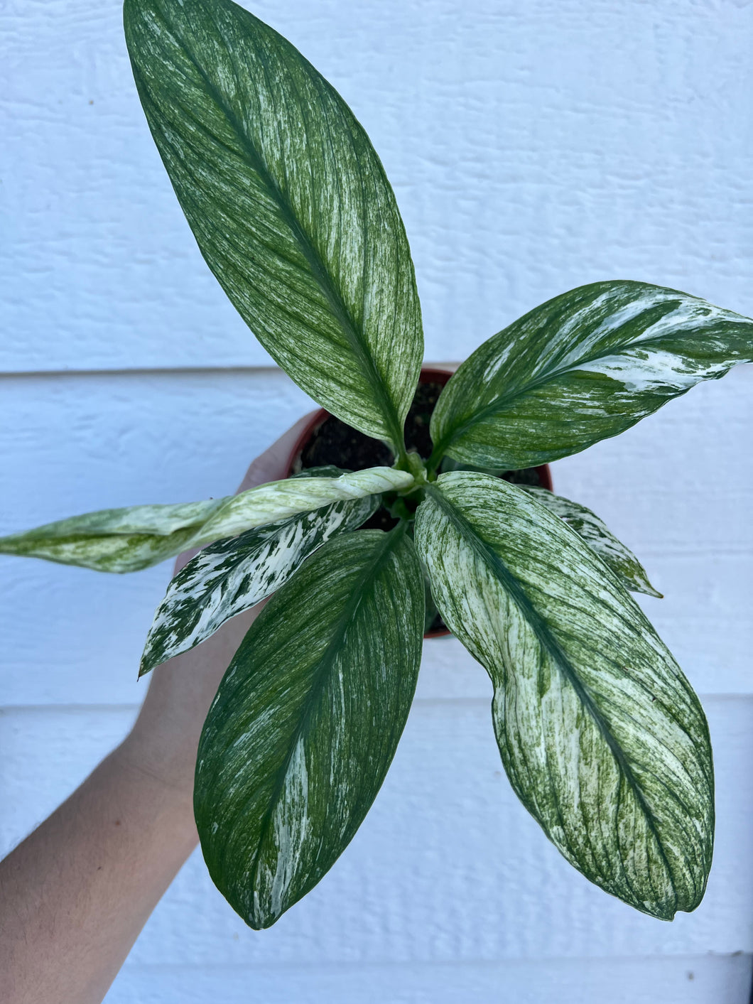 jessica peace lily Spathiphyllum Sensation Variegated / Spathiphyllum 'Jessica' (Peace Li – In Succulent Love