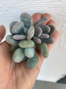 Blue Moonstones Pachyphytum Oviferum