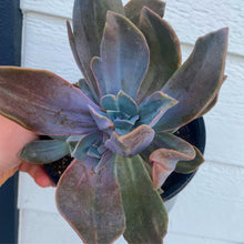 Graptoveria Variegated Fred Ives