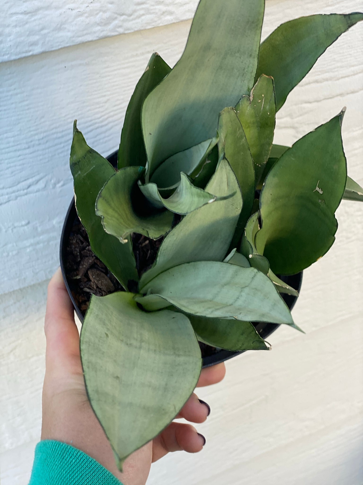 sansevieria moonshine price Sansevieria Moonshine