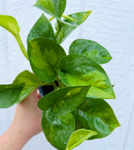 is pothos a succulent Pothos Global Green – In Succulent Love