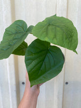 Ficus Umbellata