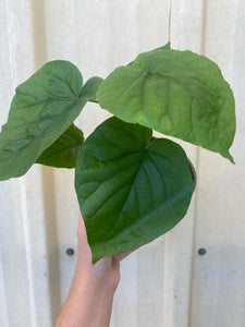 Ficus Umbellata