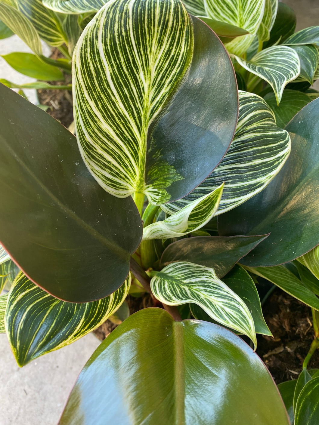 philodendron birkin half moon Philodendron Birken Swirly – In Succulent Love