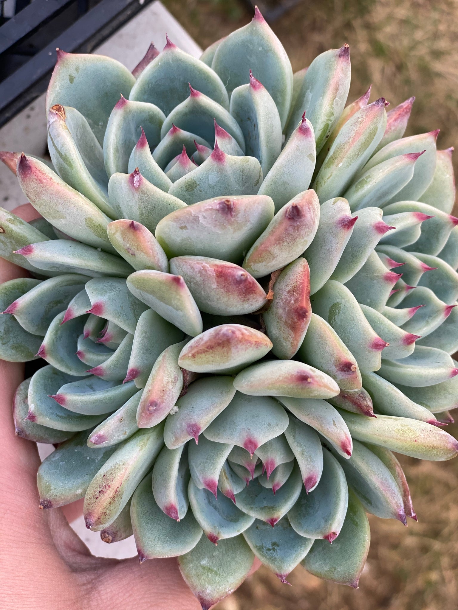 colorcup succulent Echeveria Colorata Clusters – In Succulent Love