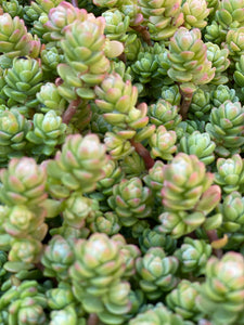 Sedum Oaxacanum (25 Cuttings)