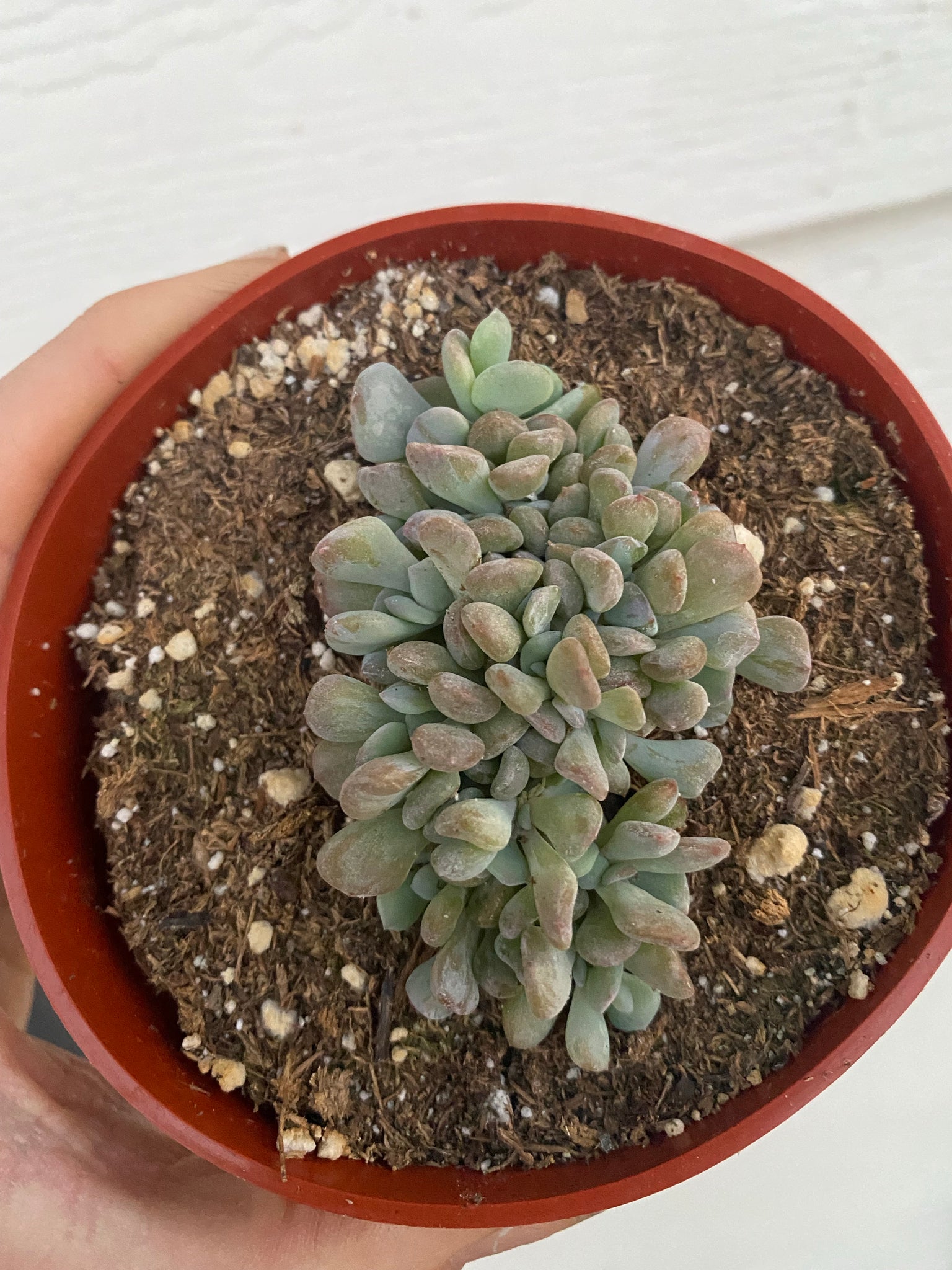 echeveria crested succulent Crested Echeveria Cubic Frost Cluster