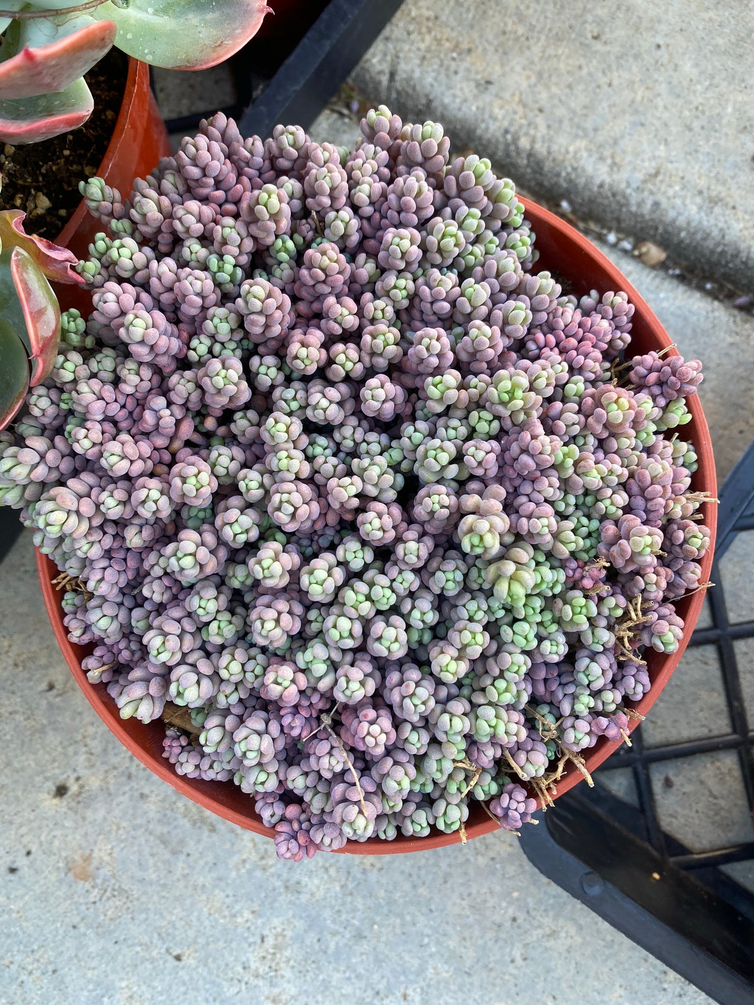 minor succulent Sedum Dasyphyllum 'Minor' – In Succulent Love