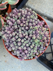 Sedum Dasyphyllum 'Minor'