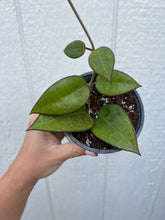 Hoya Parasitica Black Margin