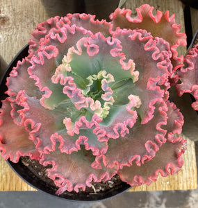 Echeveria Gorgon’s Grotto (USPP21444)