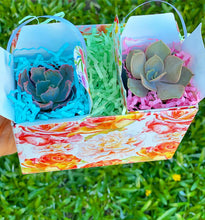 Duo of Mini Succulents Gift Box