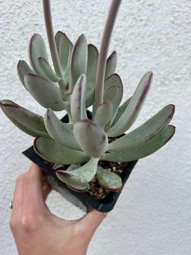 Cotyledon Silver Peak