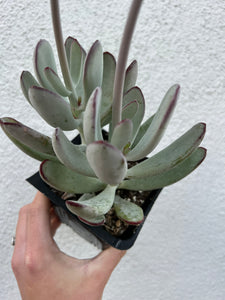 silver leaf succulent Cotyledon Silver Peak – In Succulent Love
