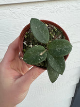 Hoya Mathilde