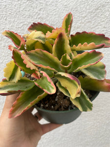 Kalanchoe Fire Rainbow