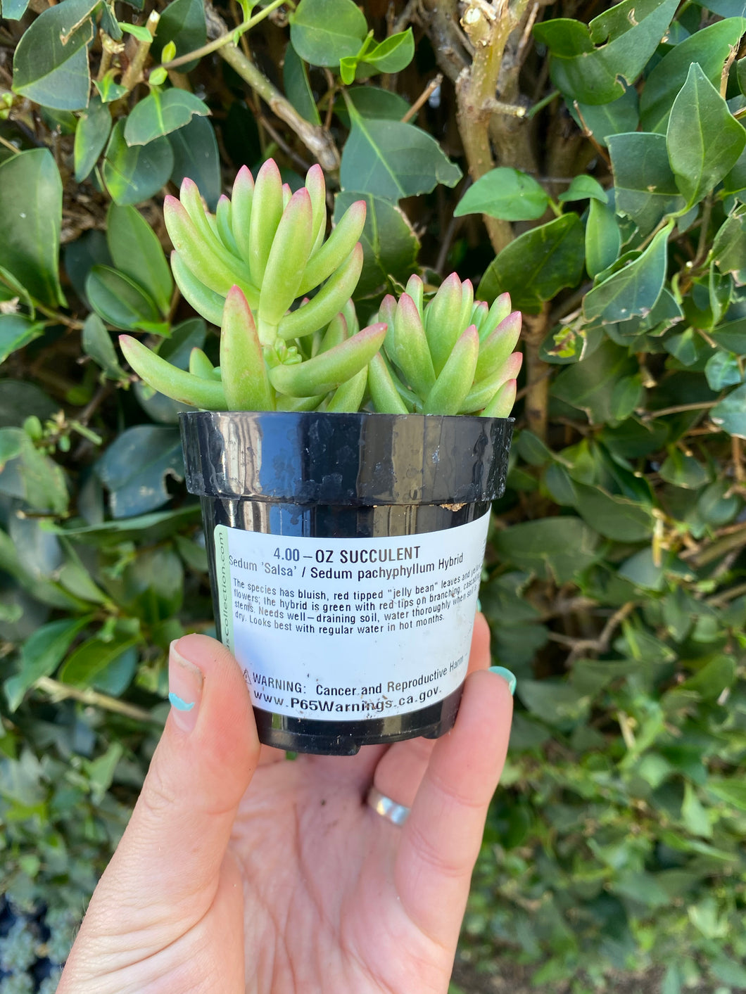salsa succulent Sedum Salsa