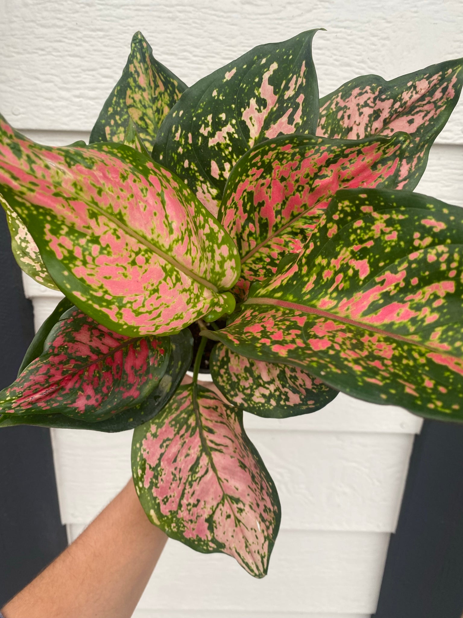 aglaonema red valentine care Red Valentine' Chinese Evergreen Aglaonema – In Succulent Love