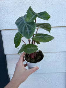 Alocasia Ebony