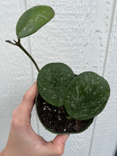 Hoya Obovata Super Silver Splash