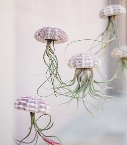Airplant Jellyfish DIY Kit (Makes 3)