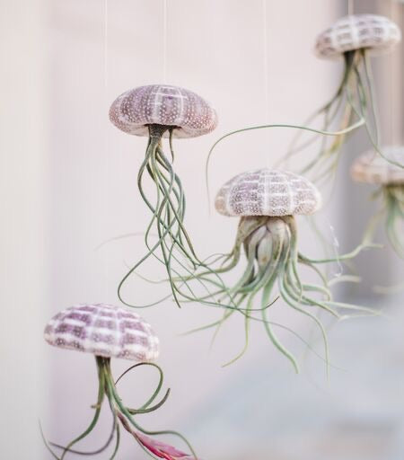 air plant jellyfish diy Airplant Jellyfish DIY Kit (Makes 3)