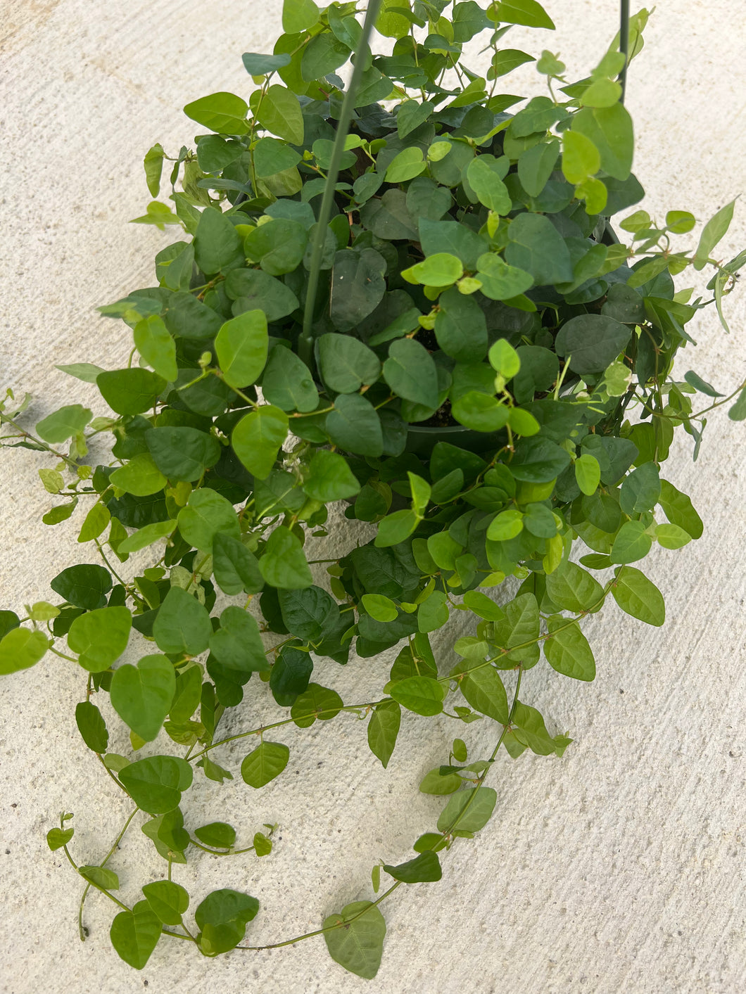 Ficus Creeping Fig (Ficus Repens)