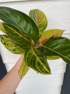 'Golden Fluorite' Chinese Evergreen Aglaonema