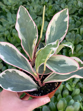 Peperomia Ginny Rainbow Tricolor